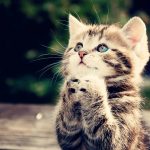 Постваксинални саркоми при котките Постваксинални саркоми при котките